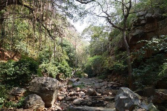 Jungle on the way to Sri Krodha Narasimha temple