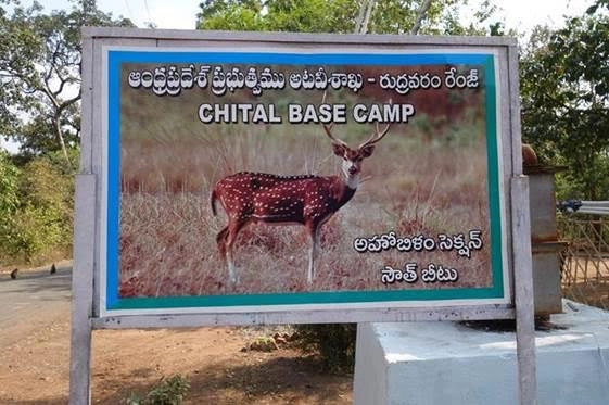 chital base camp