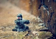 Srisailam Temple Senior Citizen Darshan Srisailam Temple Senior Citizen Darshan