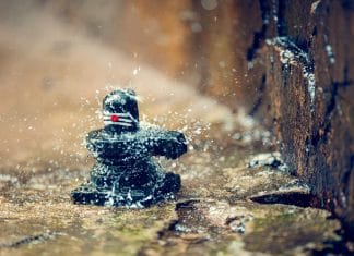 Srisailam Temple Senior Citizen Darshan Srisailam Temple Senior Citizen Darshan