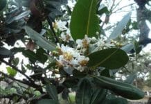 Kapali Tank and Punnai Tree At Kapaleeswarar Temple Punnai Tree