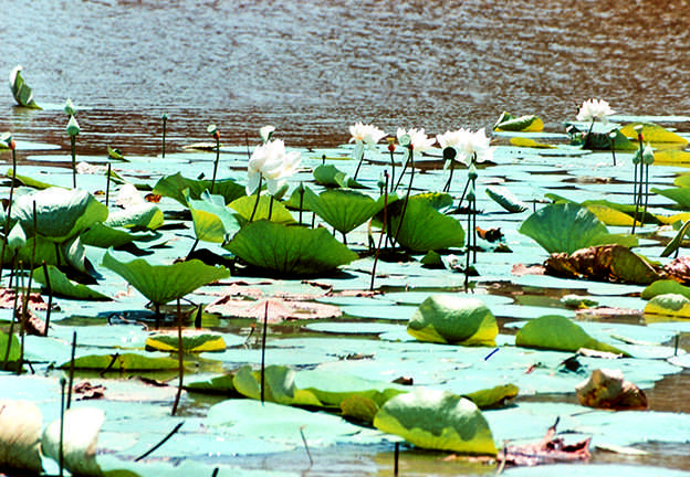 Bhramaramba Cheruvu